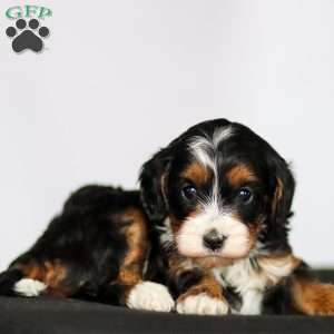 Flora, Cavapoo Puppy